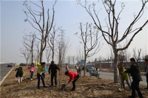 城投女職工到外環(huán)線植樹